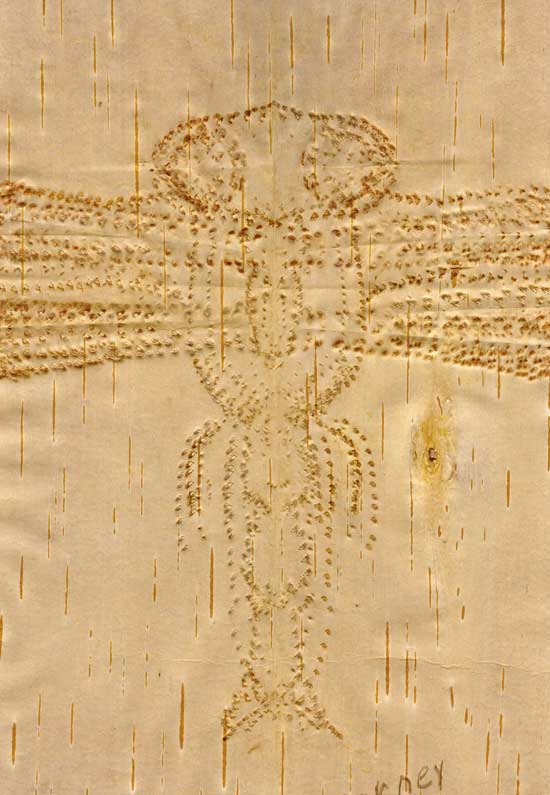 birchbark biting